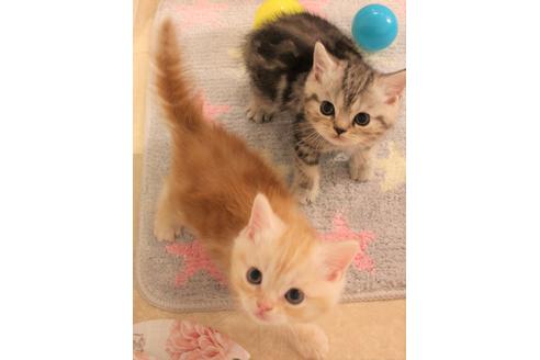 成約済の大阪府のマンチカン-7257の4枚目